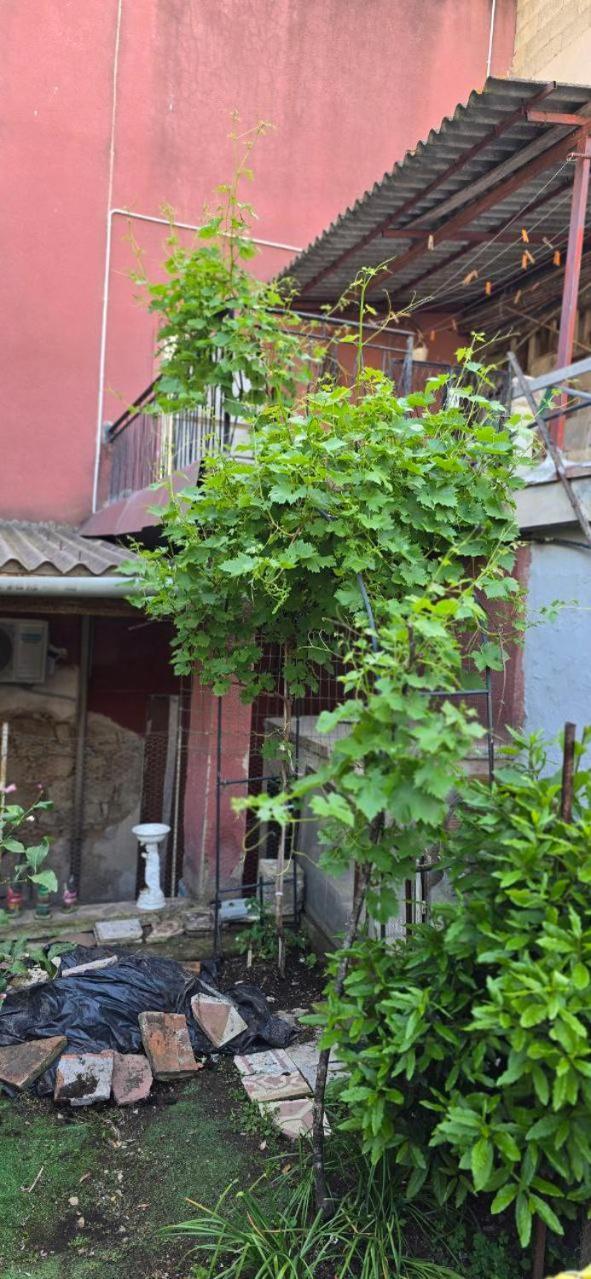 Appartamento In Casa Con Cortili Ad Arbus - Sardegna エクステリア 写真